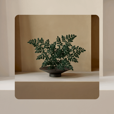 MORINGA
