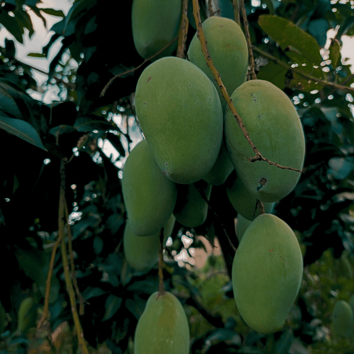 Botanical ingredients