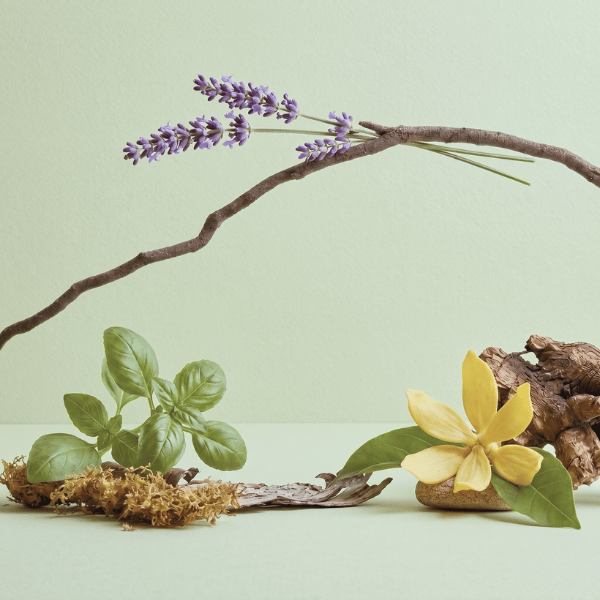 Fragrance notes