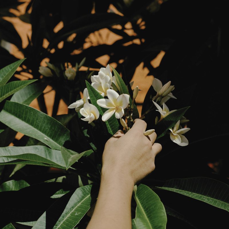 SCENT + THE LIMBIC SYSTEM