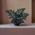 Moringa