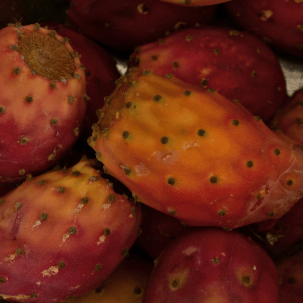 Rose Sandalwood Jasmine Prickly Pear