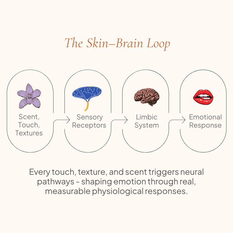 THE SKIN-BRAIN LOOP