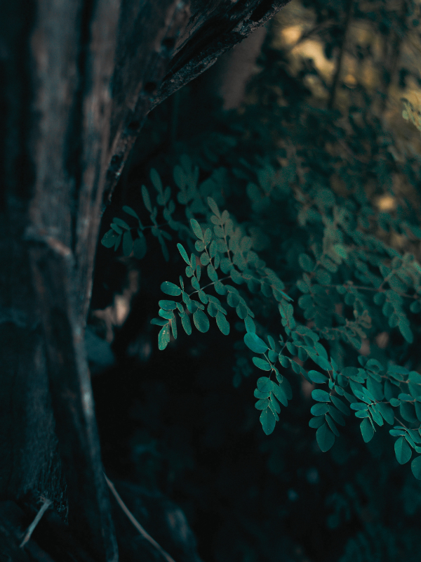 Moringa Leaf Oil