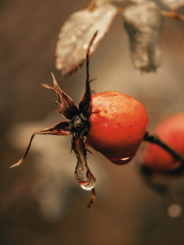 Rosehip Seed Oil
