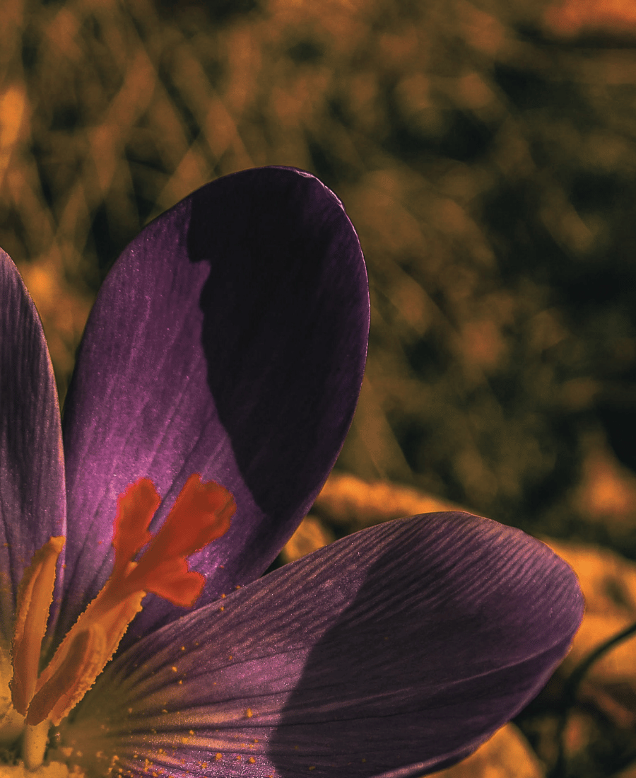 The Saffron Social  Eau de Parfum