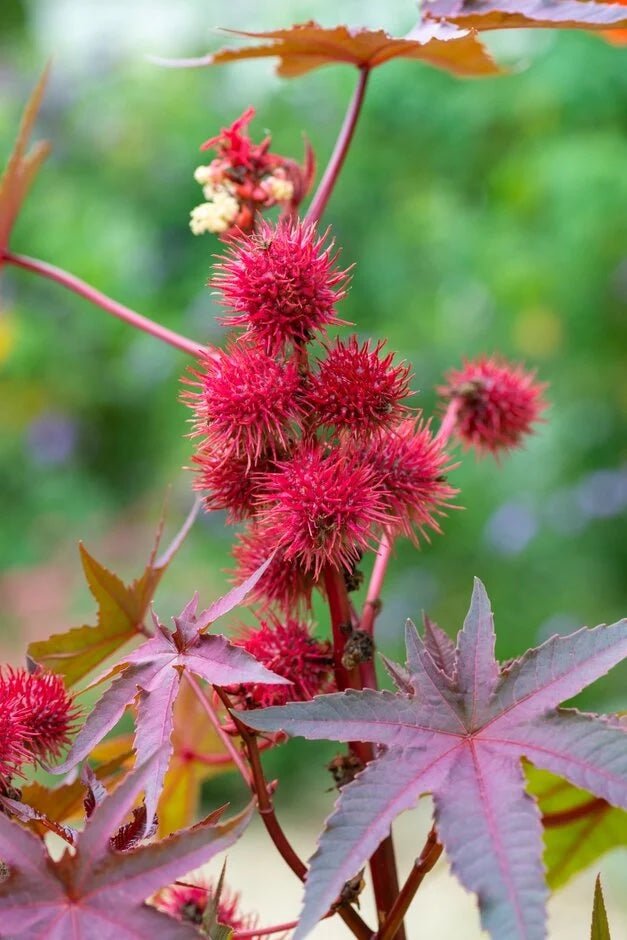 Castor Oil