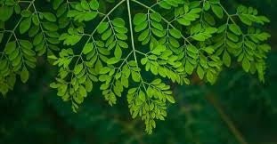 Moringa Leaf Oil